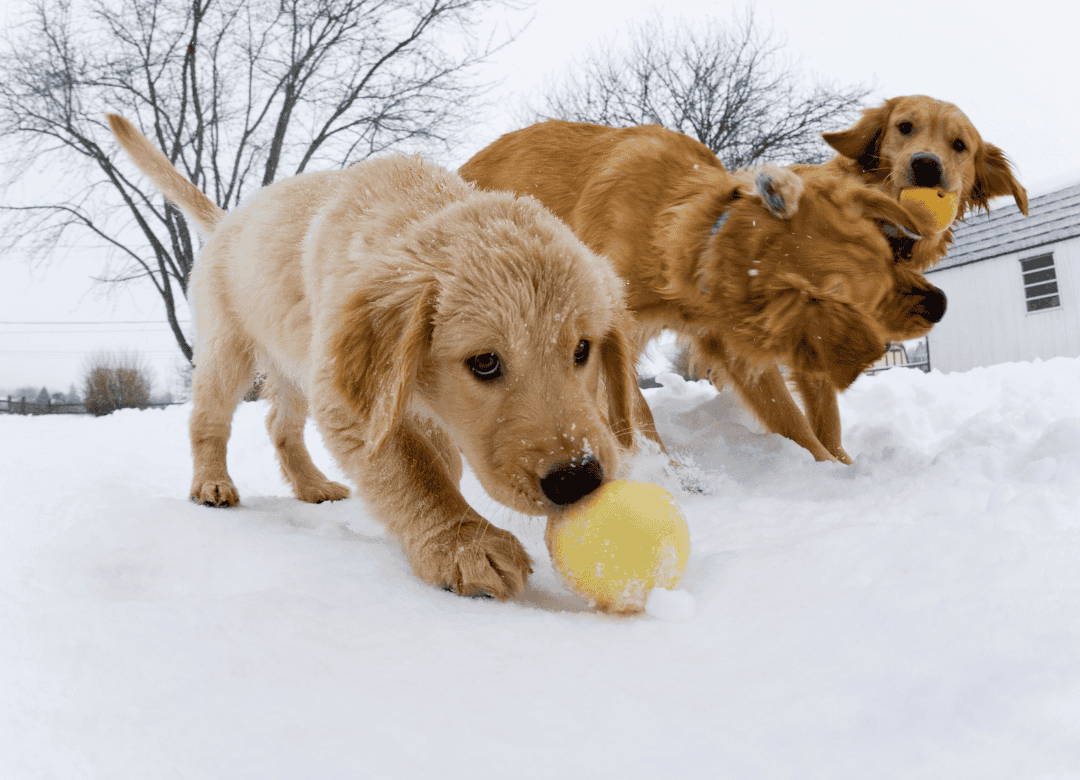 three dogs enjoying winter playdate outdoors for exercise and socialization