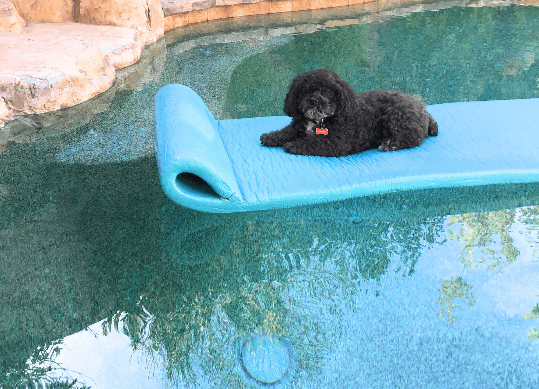 Herny loves a family member's pool for floating with safety precautions (me standing nearby