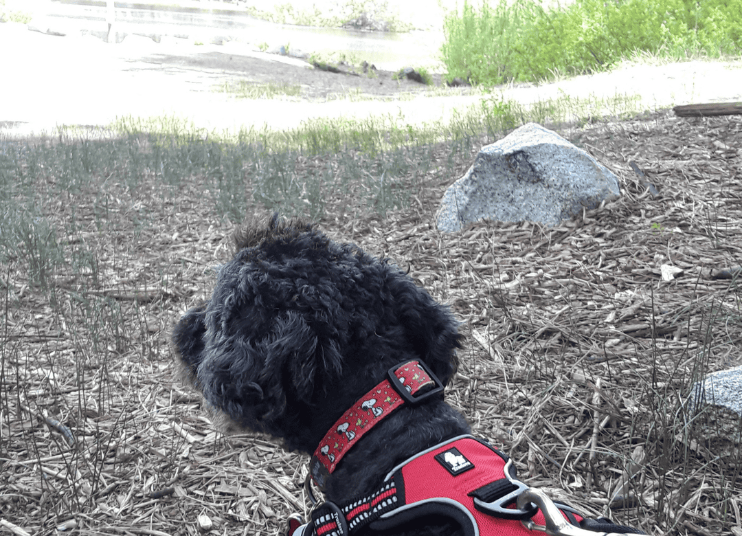 Henry my pup on a scenic Valentine’s walk