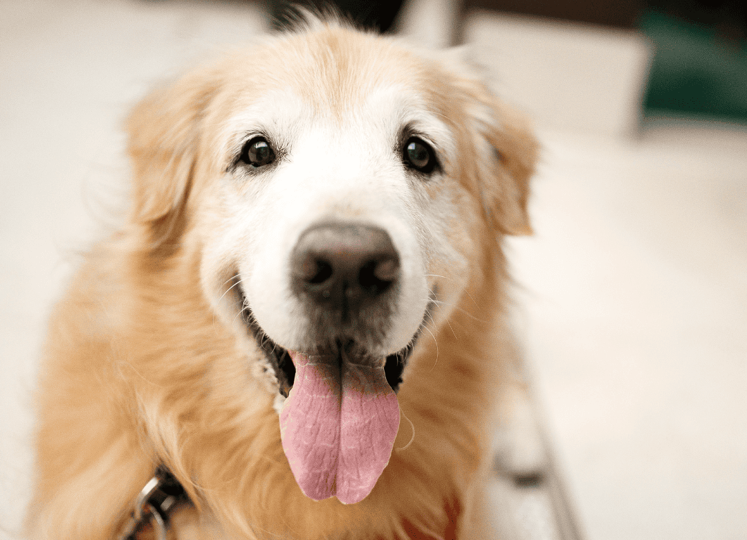 A senior pup is relieved to have his joint pain ease during a Valentine's Day celebration.