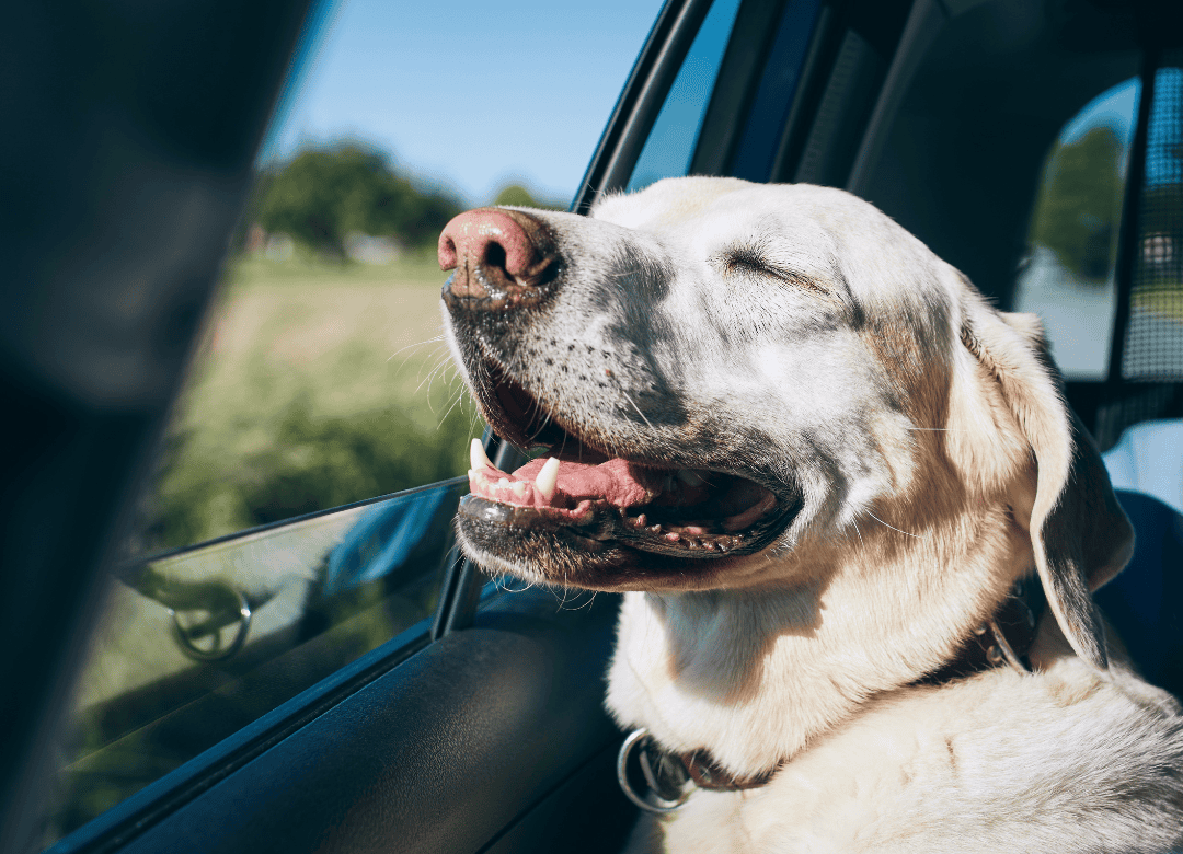 A pup goes for a car ride as part of a dog Happy Valentine's Day celebration.