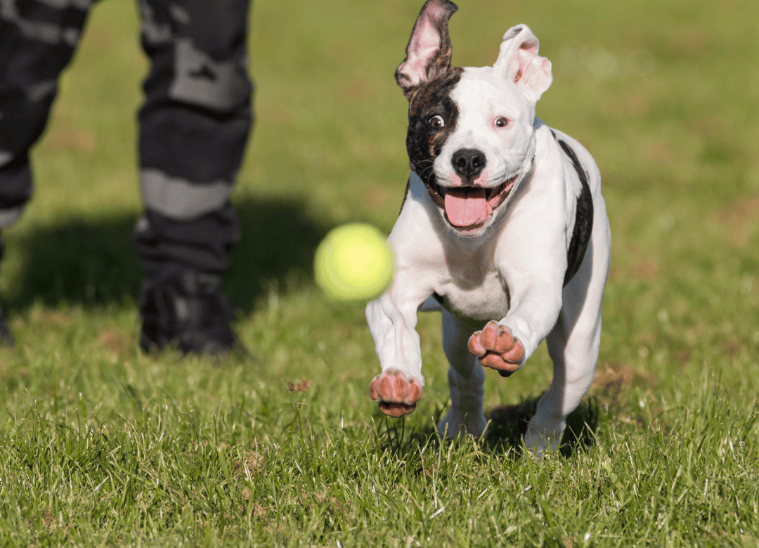 A joyful pup chases a ball as part of a dog Happy Valentine's Day celebration.