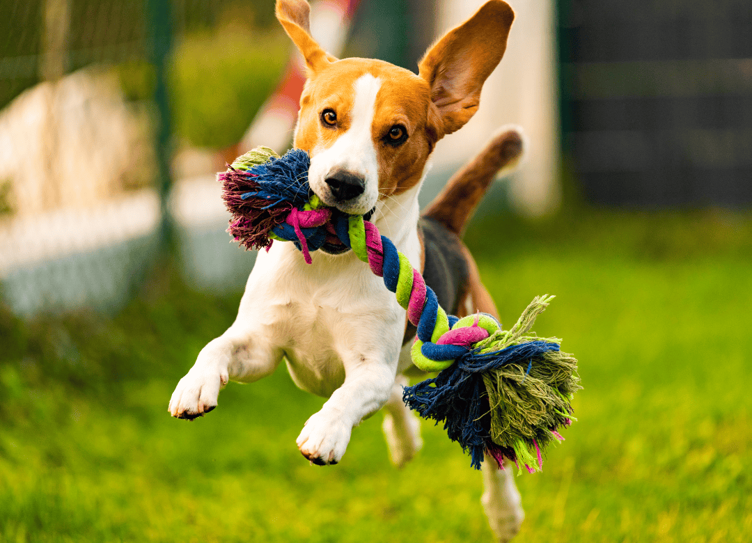 A pup plays with a DIY toy as part of a dog Happy Valentine's Day celebration.