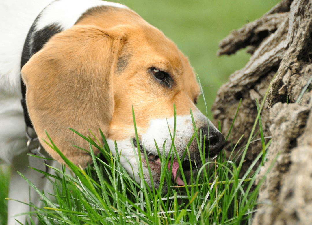 a beagle eats trash in what was thought to be a safe dog yard