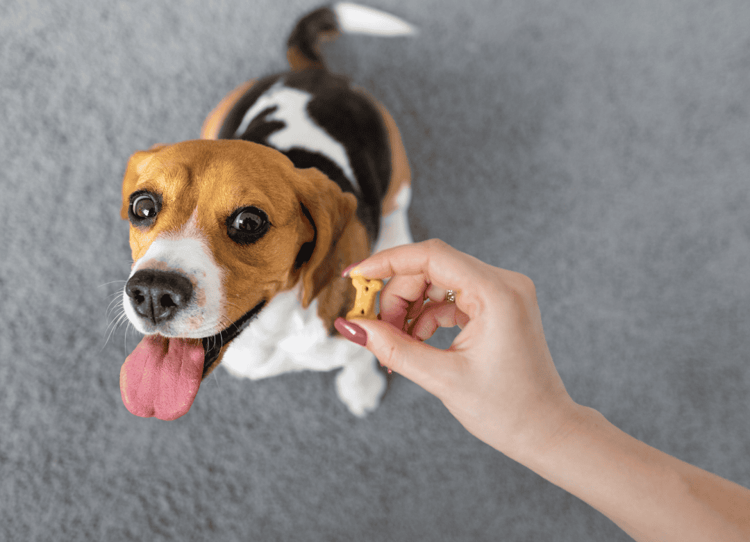 A pup waits to get homemade Valentine’s dog treats as his owner says to her dog Happy Valentine's Day.