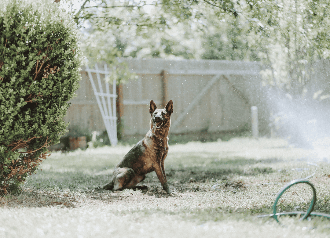 a hose can be destroyed even in a safe dog yard