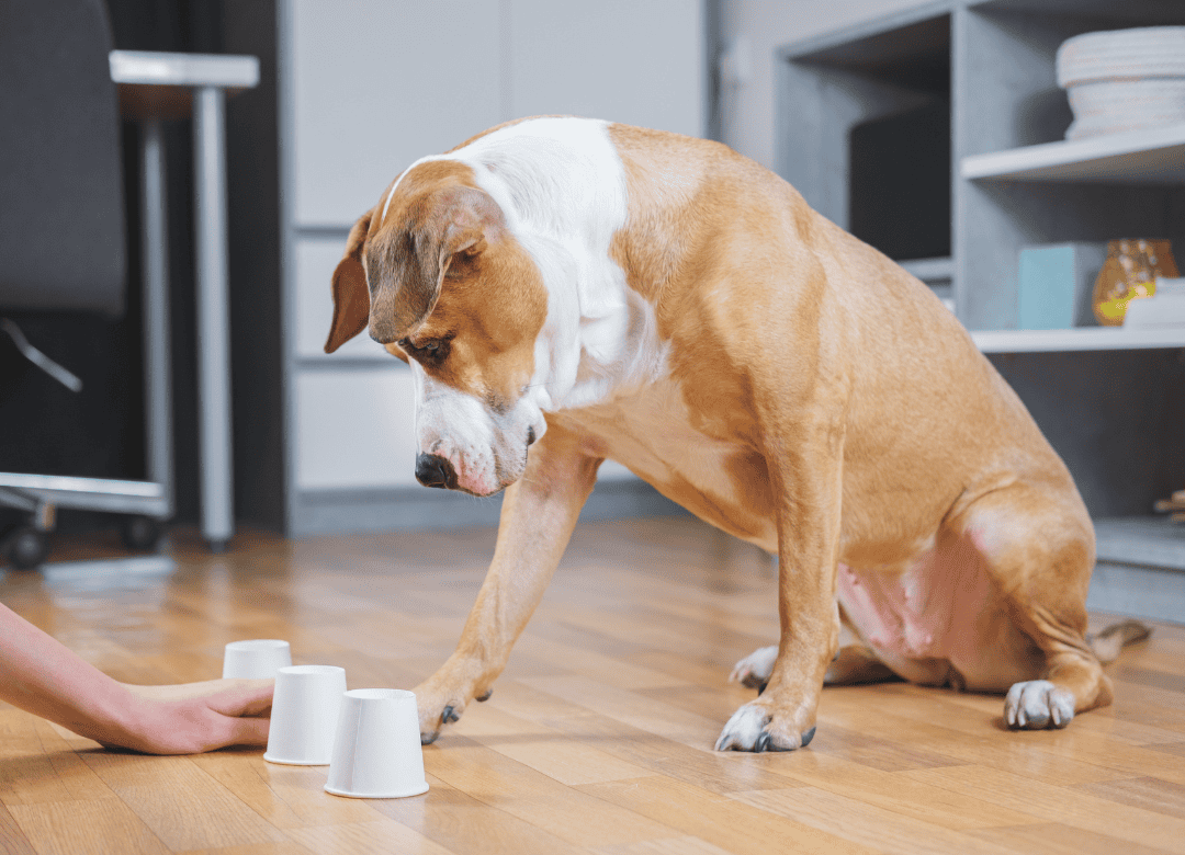 A pup plays a mental stimulation game as part of a dog Happy Valentine's Day celebration.