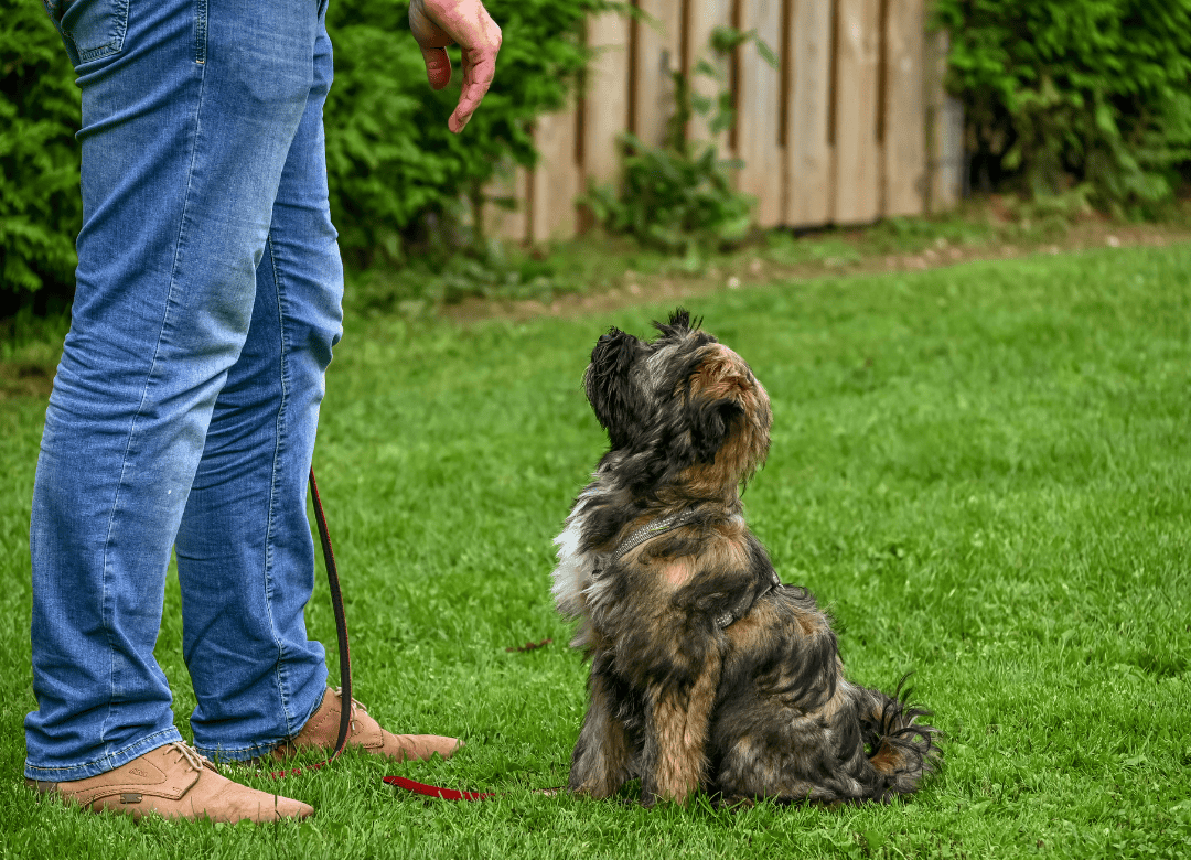 A cute pup learns a new trick as part of a dog happy Valentine's Day celebration.