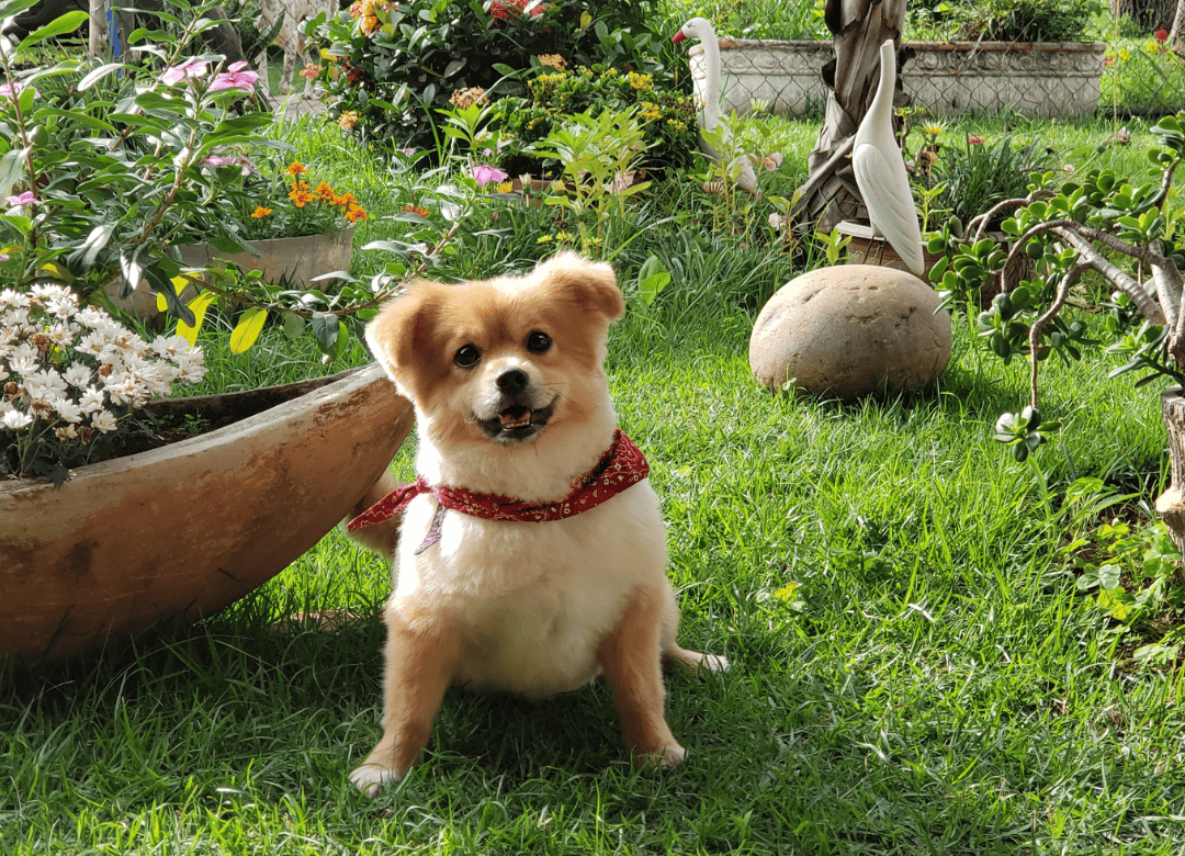 A dog sits ready to sniff yard plants and foliage, which means a safe dog yard includes making sure plants and shrubs are pet-friendly