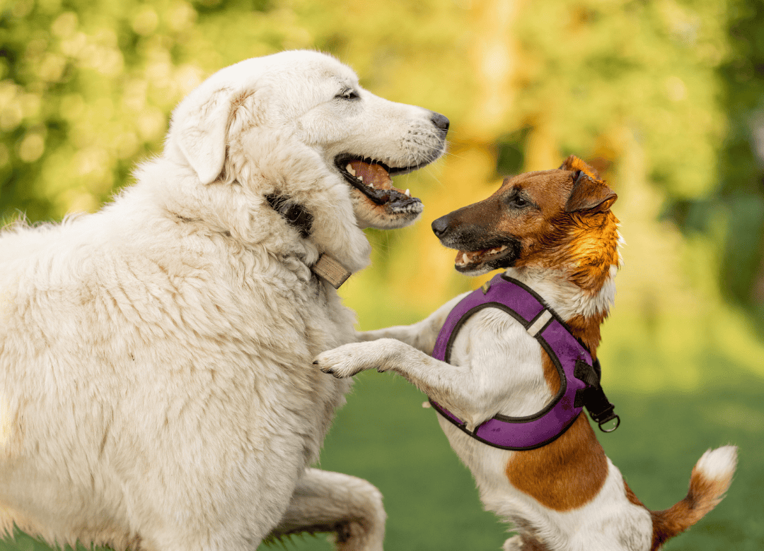 Pups play as part of a dog Happy Valentine's Day celebration.