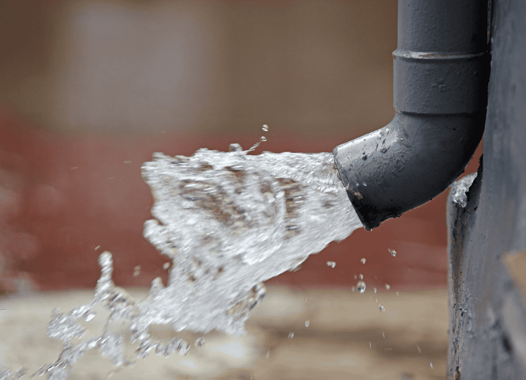 drain water can contain toxic material for dogs and pets