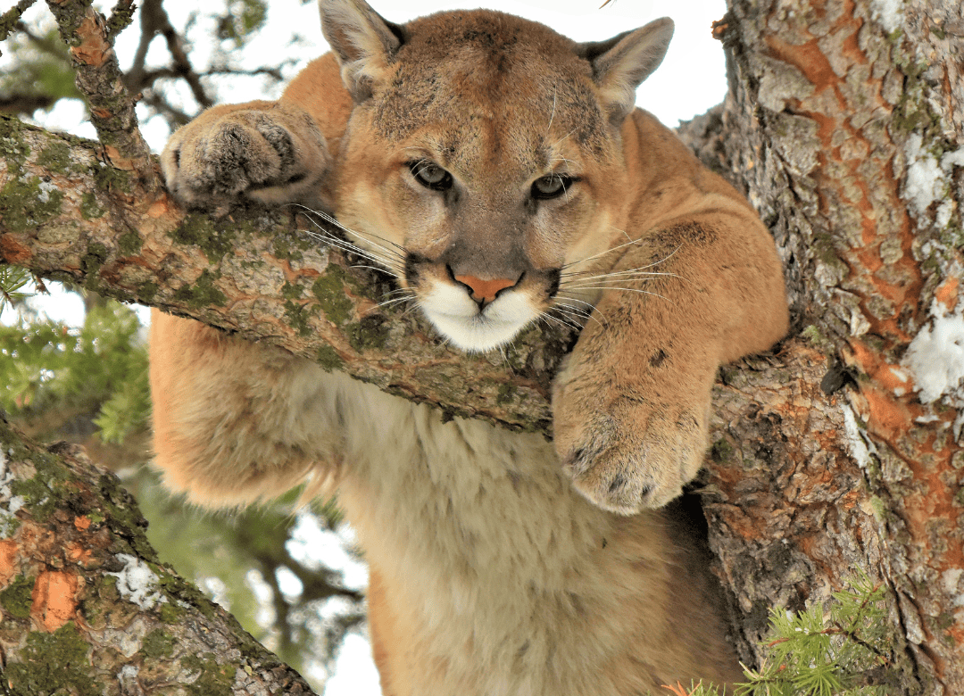 a mountain lion looks down on a dog yard