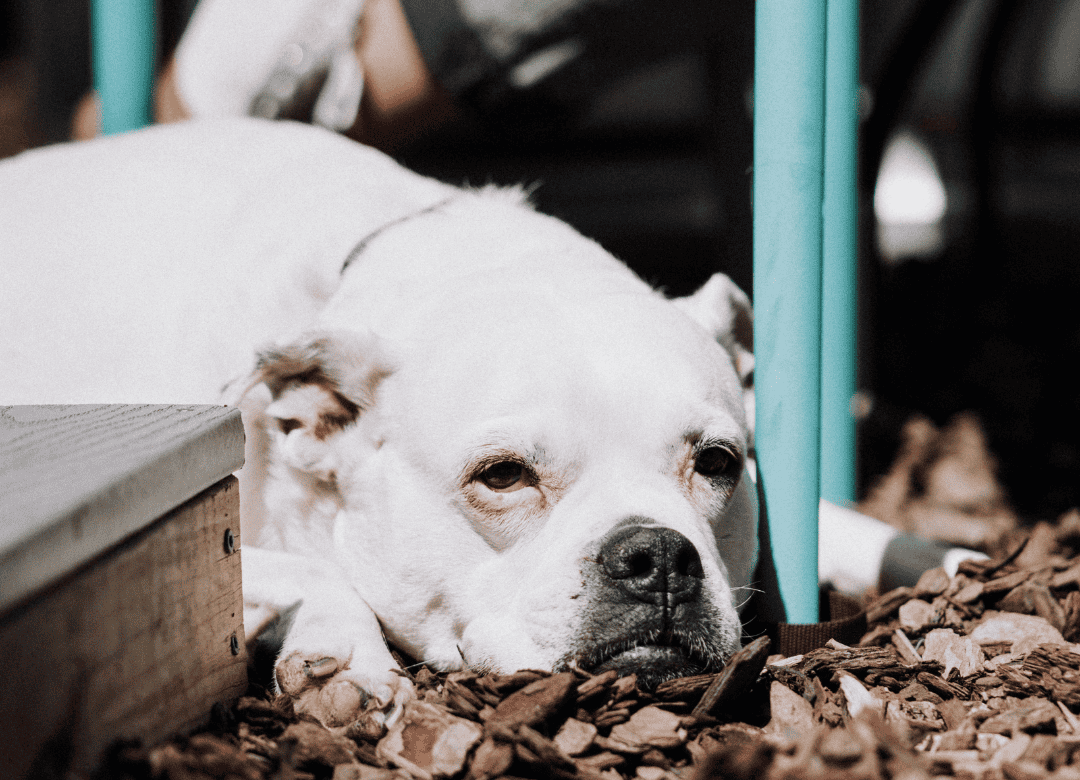 a pup rests on pet-friendly mulch in a safe dog yard