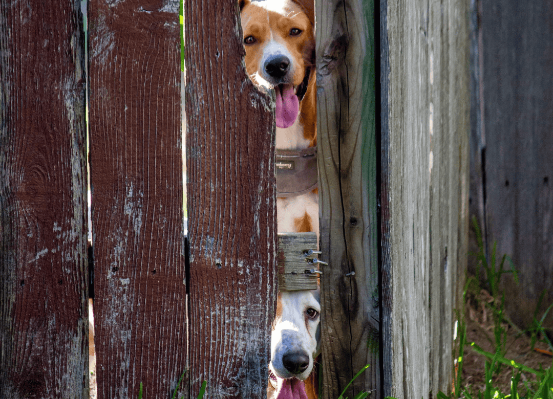 making sure the fence is secure is a great idea for a safe dog yard