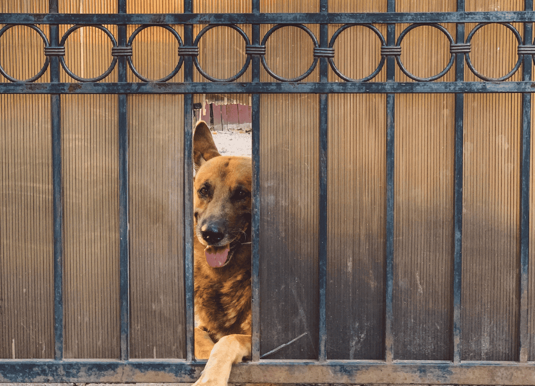 keeping the yard gate secure is a good idea in a safe dog yard
