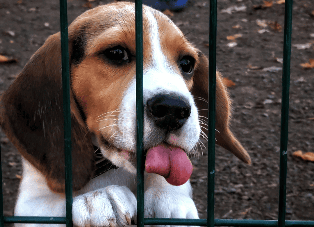 some dogs can be stolen even from what seems like a safe dog yard