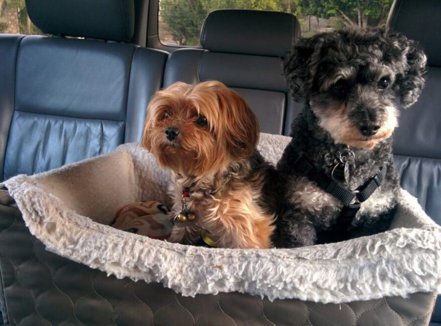 dog car seat