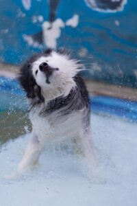wet dog loose fur