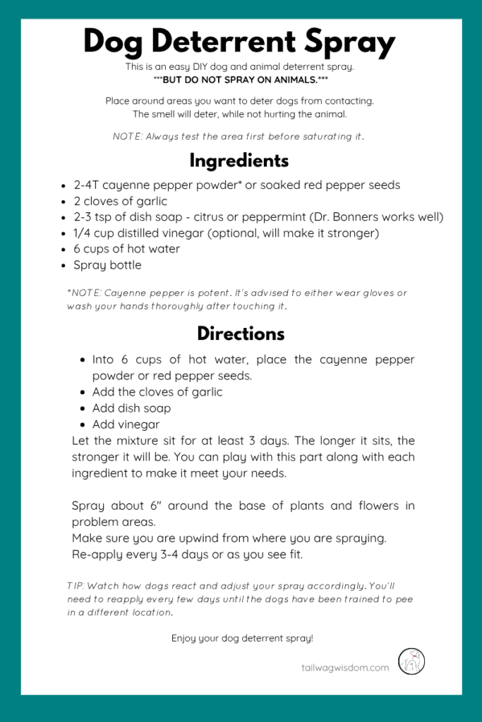 A homemade dog repellent recipe helps to stop dogs from peeing on your flowers