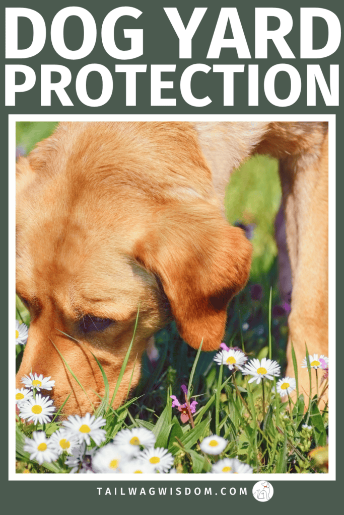 Tired of ruined flowers and yellow spots? Learn how to stop dogs from peeing on your flowers with simple dog hacks, smart dog yard ideas, and practical dog care tips that actually work. For more great dog yard ideas, visit tailwagwisdom.com