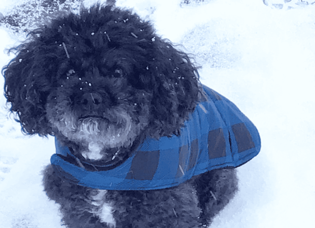 Henry sits in the snow with his winter coat, which gets washed and put away as we prepare for spring