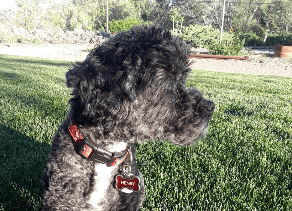 Henry helps to stop dogs from peeing on my yard