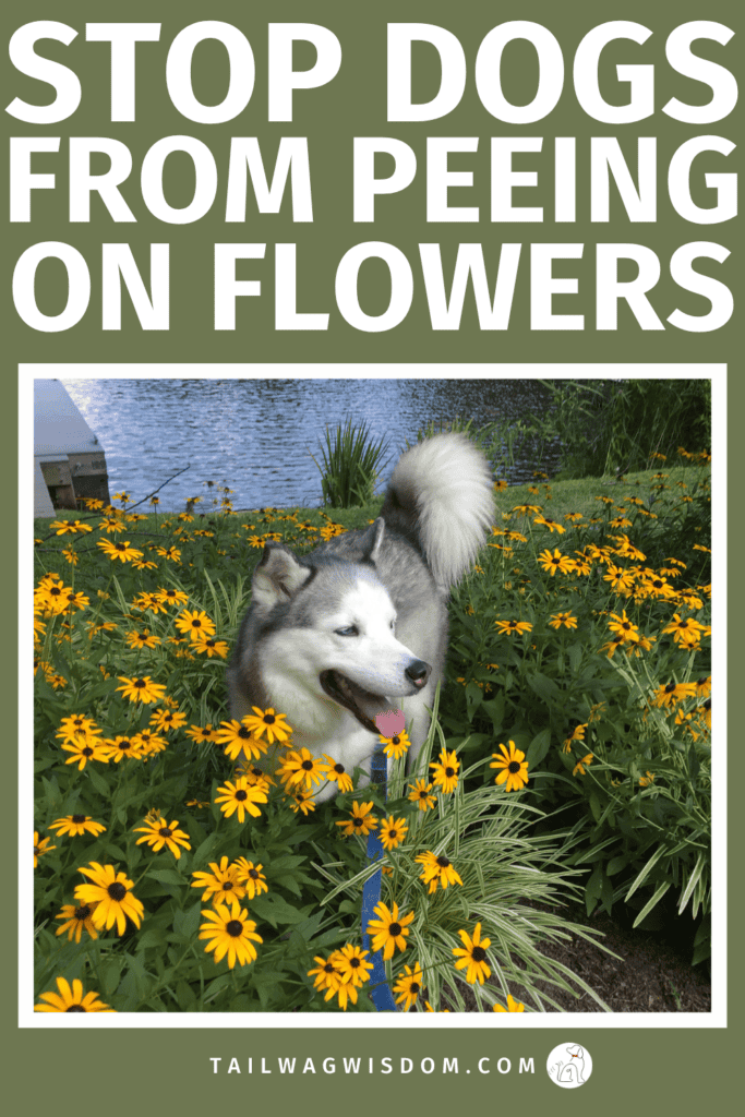 Protect your garden naturally with easy tips to stop dogs from peeing on your flowers while creating a safer backyard dog area for your pup. Perfect for dog moms and dog lovers who want a beautiful yard. For more great dog tips, visit tailwagwisdom.com