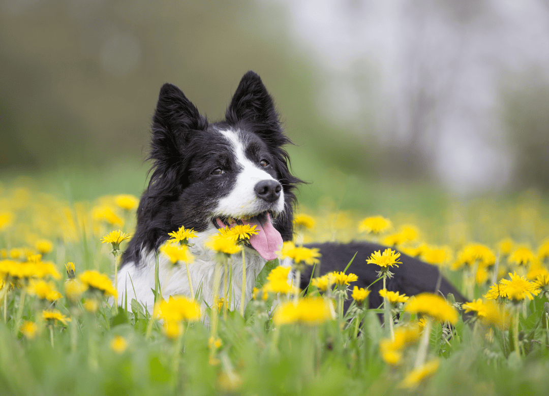 a cute pup relaxes among the flowers as his humans have learned how to properly prepare a dog spring