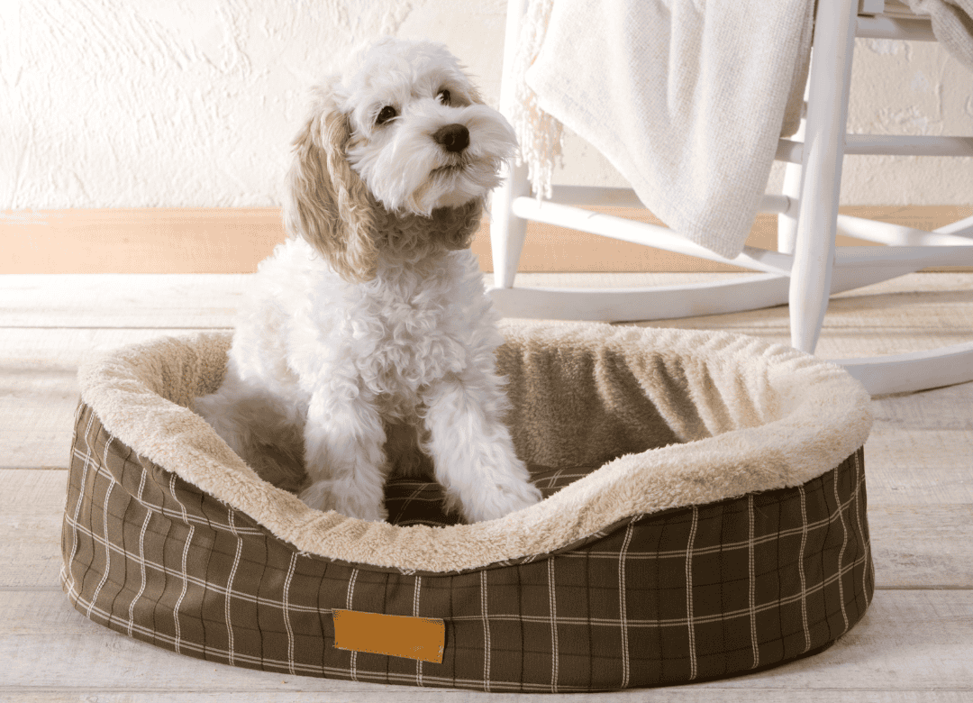 discover why cleaning extends to your pup when you prepare your dog for spring