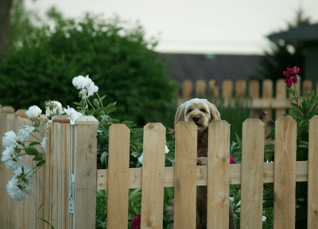 checking out your yard is part of how to prepare your dog for spring
