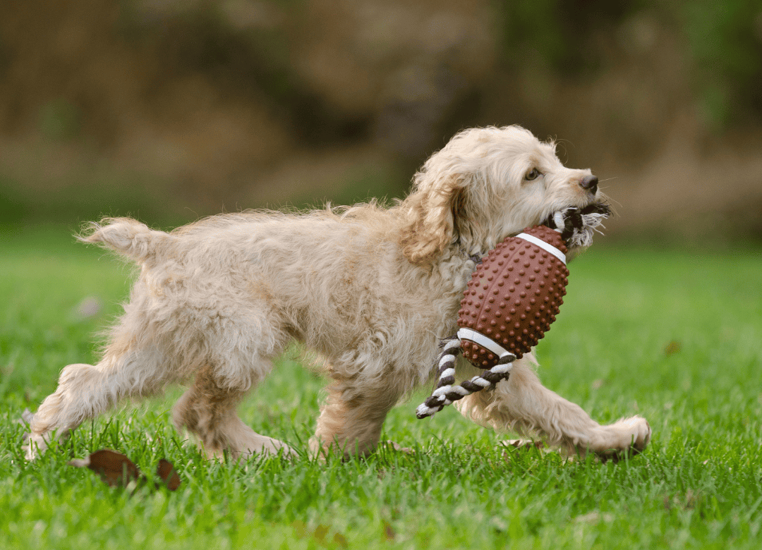 inspecting toys and beds is part of how to properly prepare your dog for spring