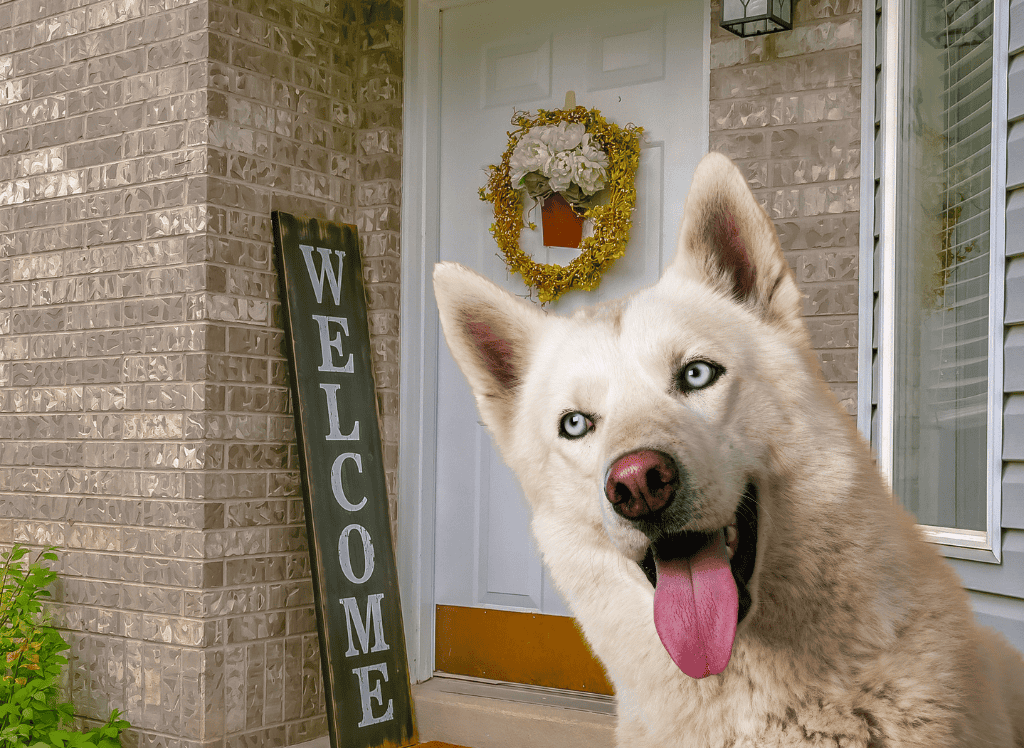 a white husky mix with blue eyes visits a home with a welcome sign