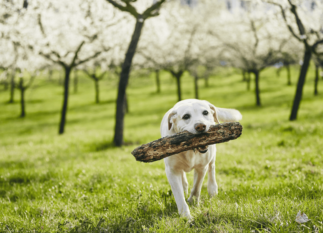 prepare your dog for spring with tick and flea prevention
