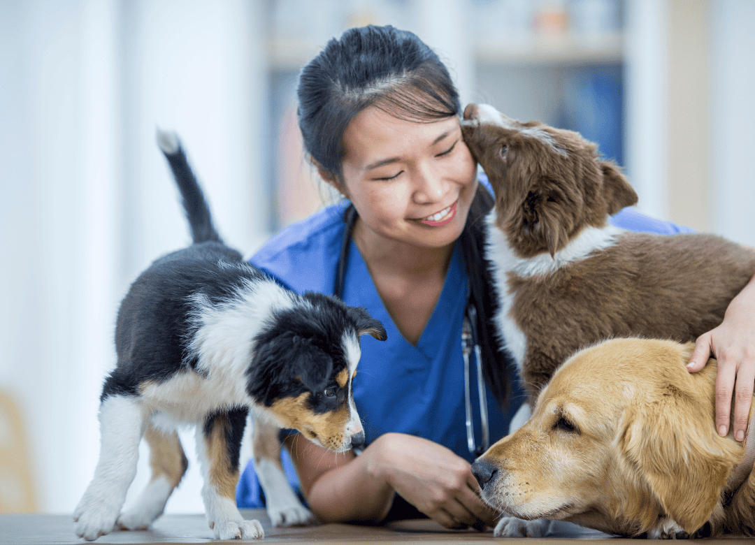 learn how a vet check up should be part of how you prepare your dog for spring