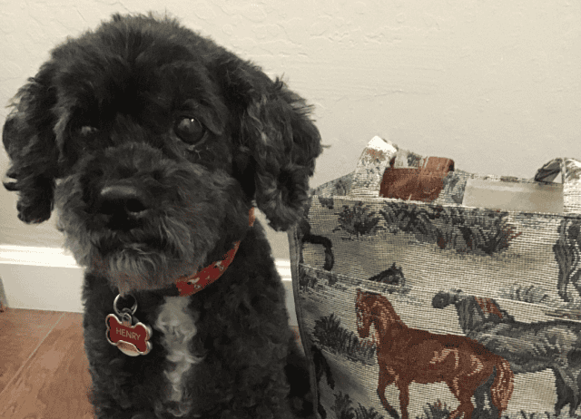 Tips To Book A Great Dog-Friendly Hotel 12 Henry has his bag packed and is ready to visit a dog-friendly hotel