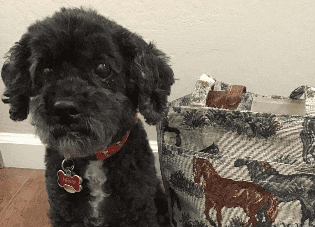 Henry has his bag packed and is ready to visit a dog-friendly hotel