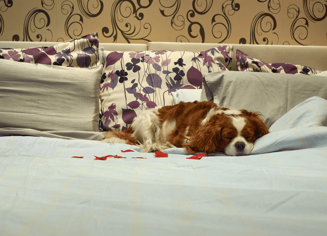 a cute pup sleeps on a bed in a dog-friendly hotel