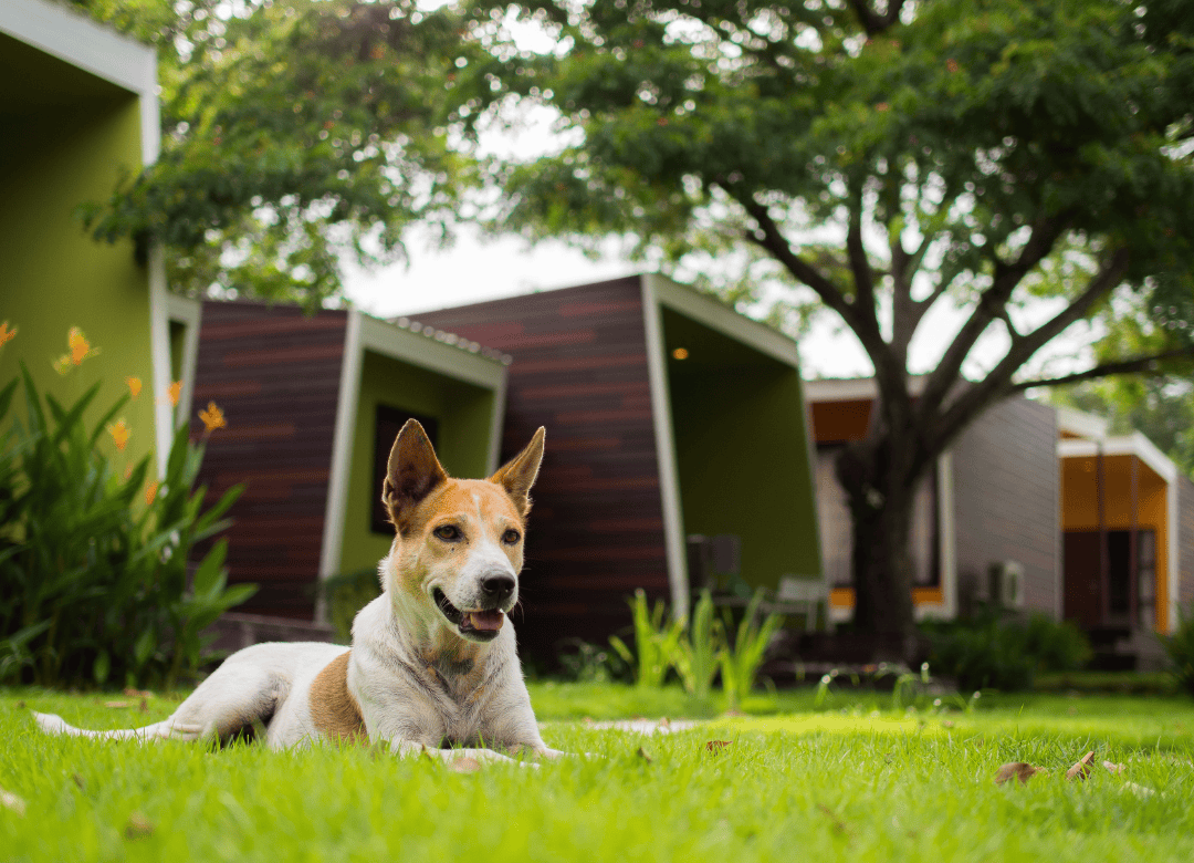 a terrier rests on the grass at a dog-friendly hotel