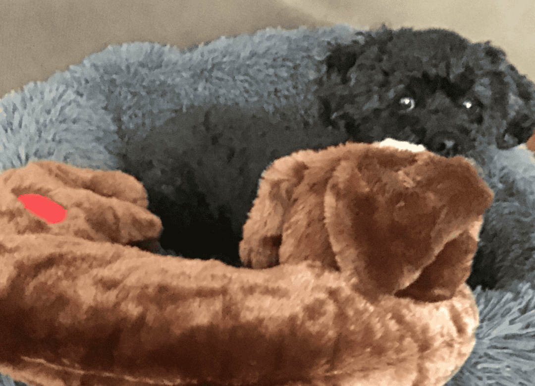 Discover why you want to make sure to include calming aids in your dog's go bag.