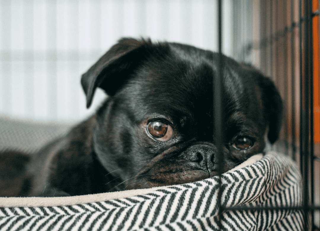 Learn why a crate or pet travel bag can be a game changer in an evacuation.