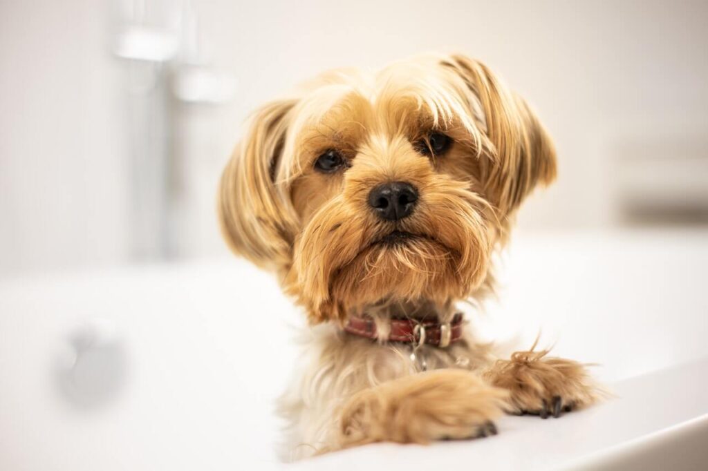 yorkie mix waits to be bathed after her dog mom learned how to wash your dog and not hurt your back