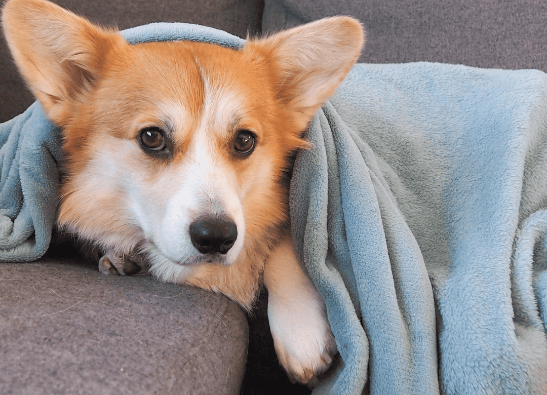 blanket is a must in your dog emergency kit
