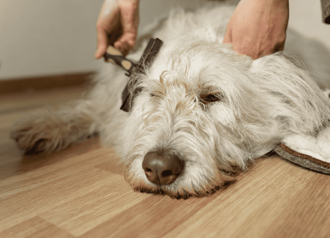 Discover why a brush in your dog's go to bag is critical
