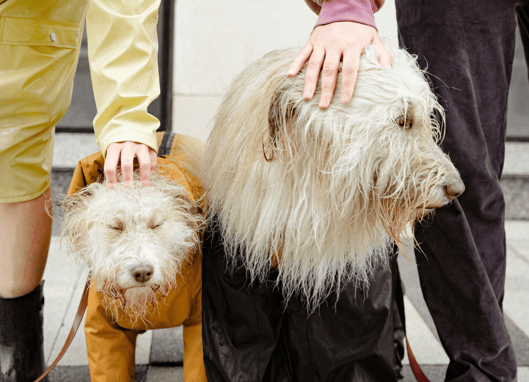 Discover who all should be on your contact list for your pets during a disaster.