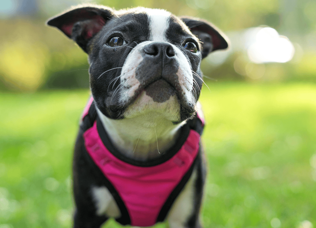 Discover why including a cooling vest in your dog emergency kit is a great idea