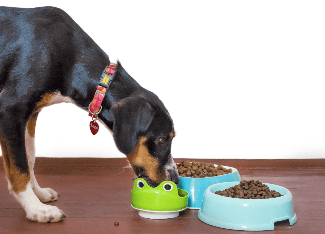 Learn how much food you need in your dog emergency kit