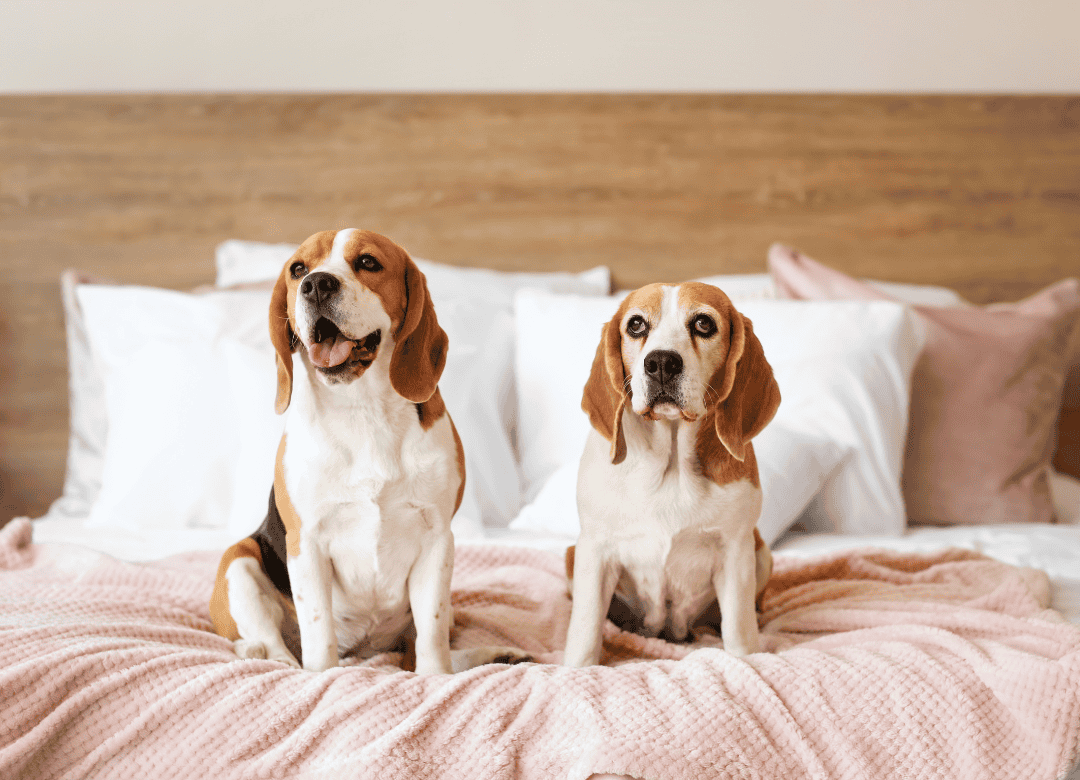 two pups sits on a bed in a dog-friendly hotel