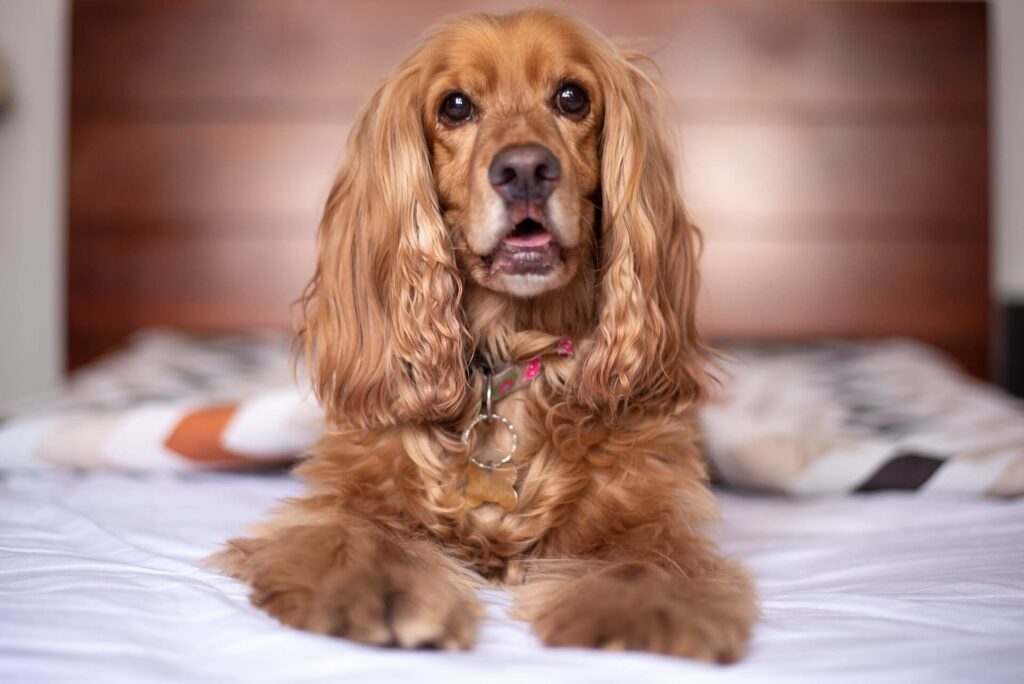 cocker spaniel relaxing on a bed in a pet friendly hotel