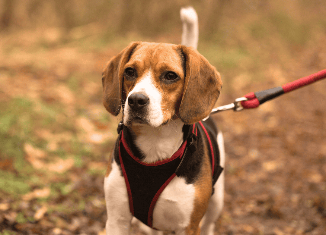 Discover why a harness in your dog emergency kit is a must