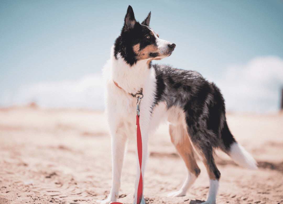 Learn how to pack a leash in your dog emergency kit